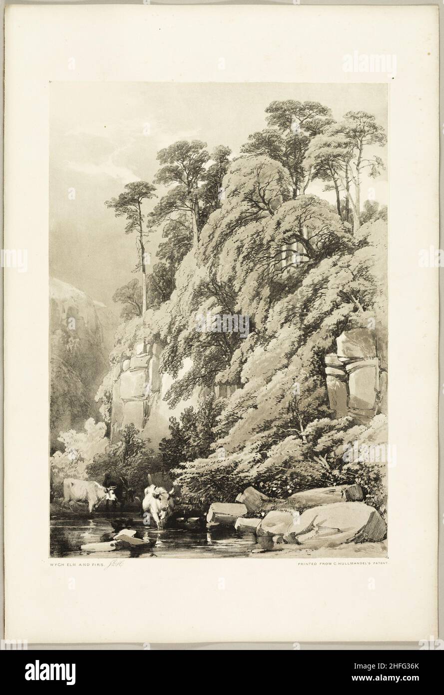 Wych Elm and Firs, from The Park and the Forest, 1841. Stock Photo