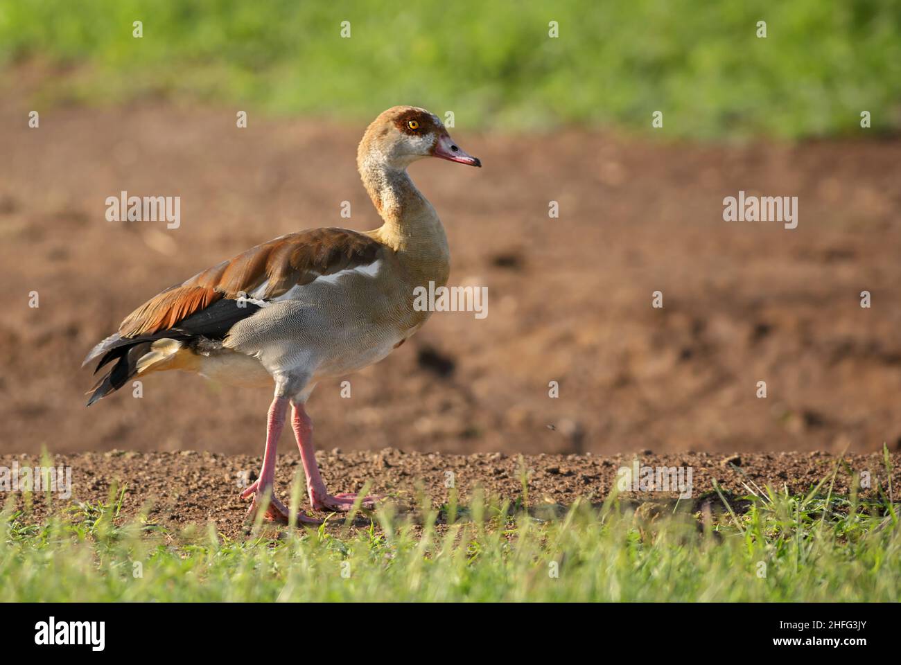 Egyptian Goose Alopochen aegyptiaca, beautiful colored goose from