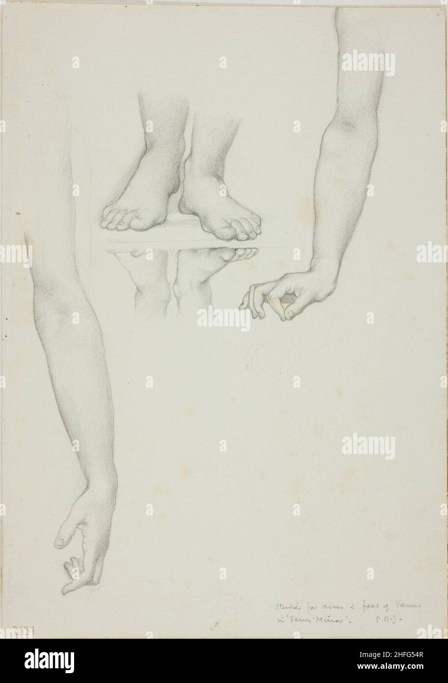 Venus anatomy hi-res stock photography and images - Alamy