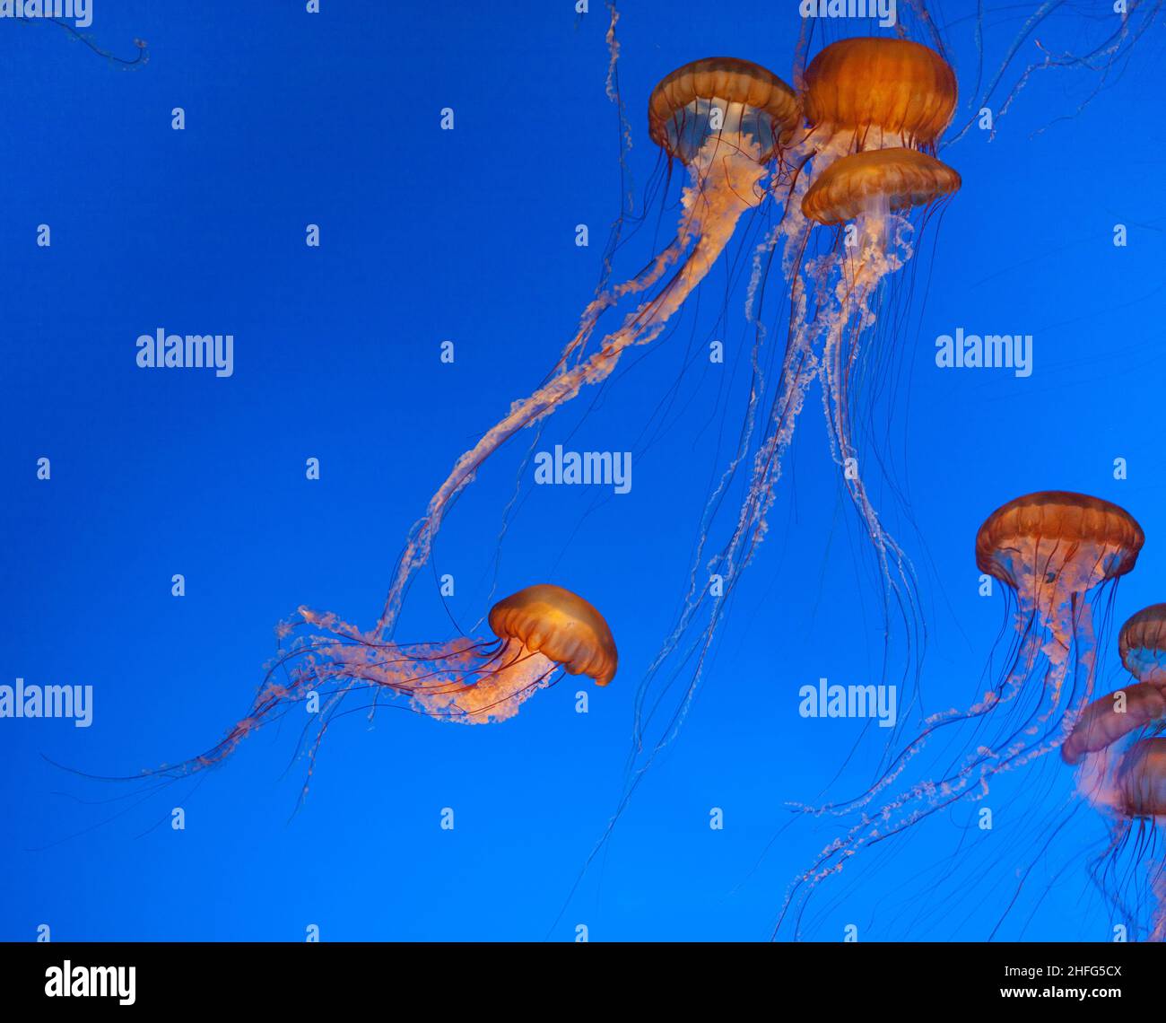 jelly fish in the deep blue sea Stock Photo - Alamy