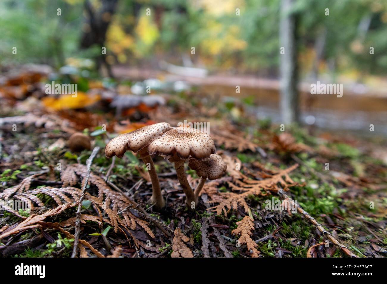 Presque Isle Fungi Upper Peninsula Michigan Stock Photo Alamy presque-isle-fungi-upper-peninsula-michigan-stock-photo-alamy