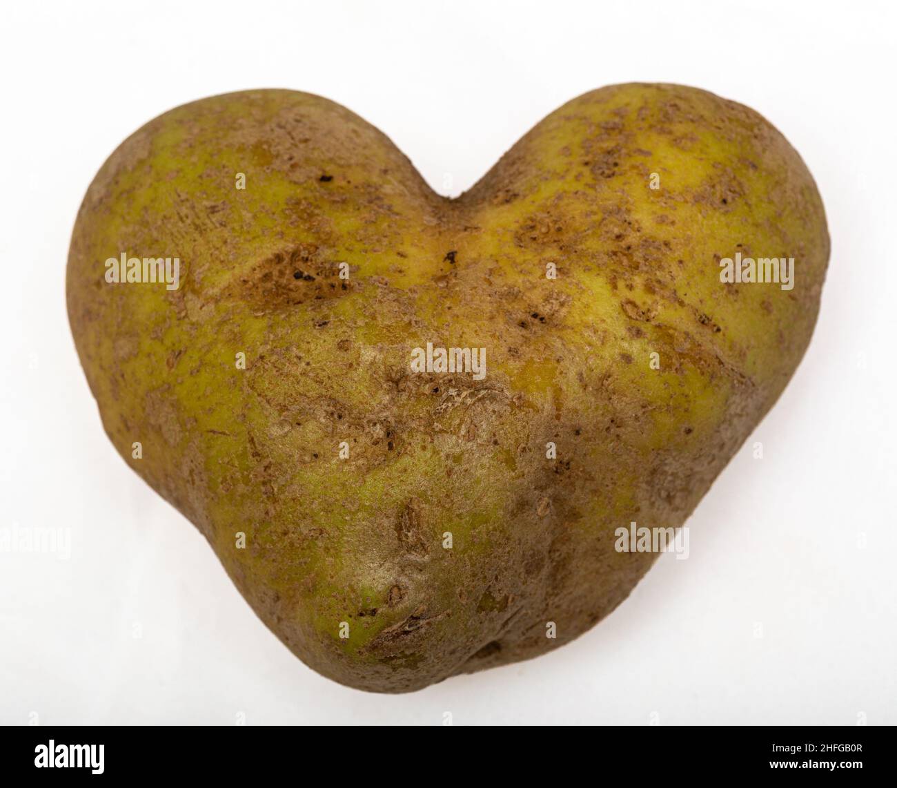 Heart shape potato on a white background.   Good for the theme of 'Love potato' Stock Photo