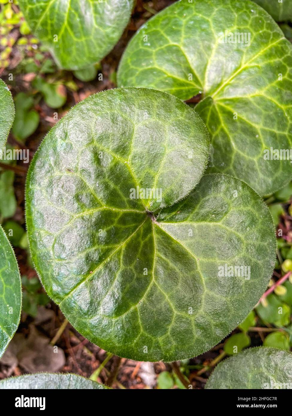 European wild ginger (Asarum europaeum) is a species of flowering plant in the birthwort family Aristolochiaceae, native to large parts of temperate E Stock Photo
