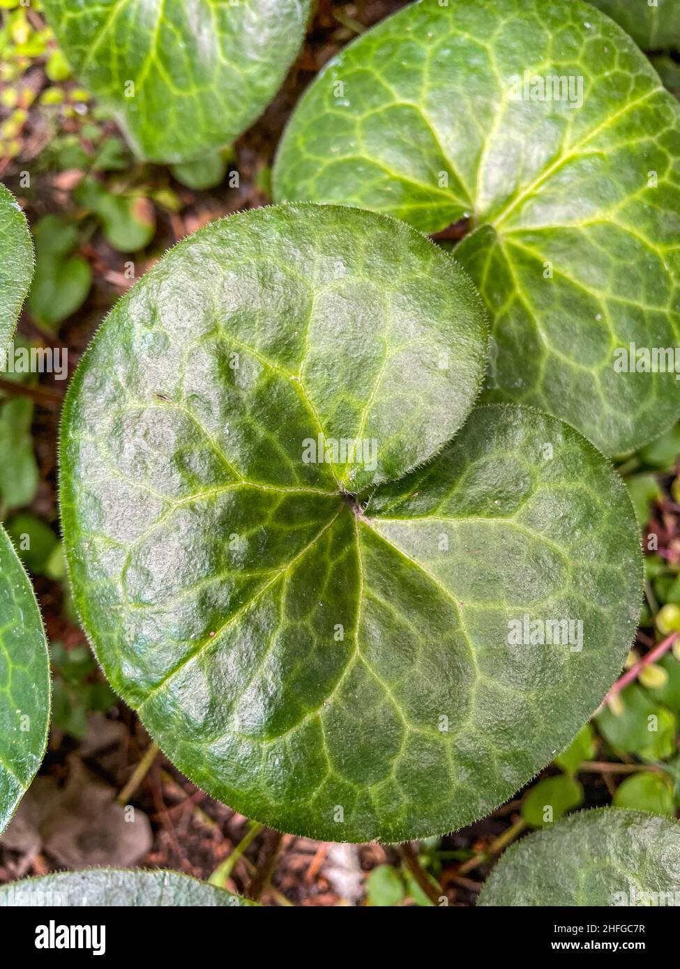 European Wild Ginger Asarum Europaeum Is A Species Of Flowering Plant European Wild Ginger Asarum Europaeum Is A Species Of Flowering Plant