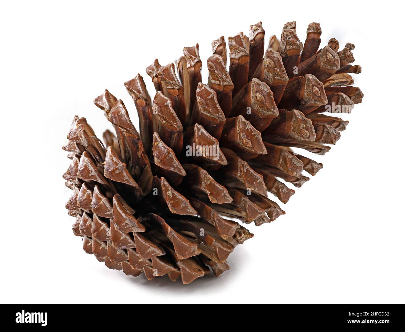 side view of brown pine cone isolated on white background Stock Photo