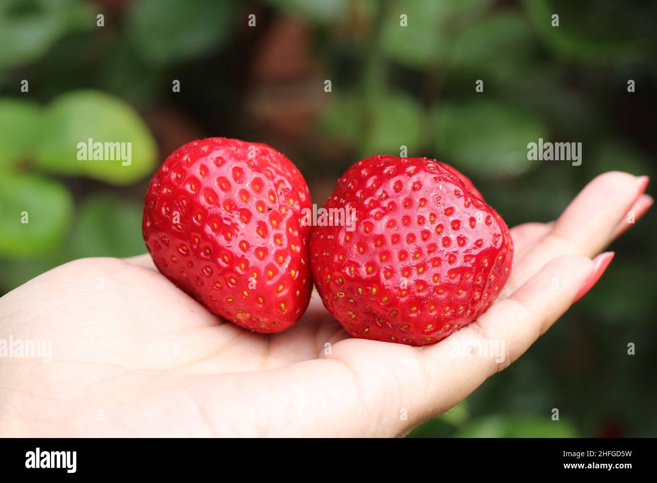 Holding strawberries in my hand Stock Photo
