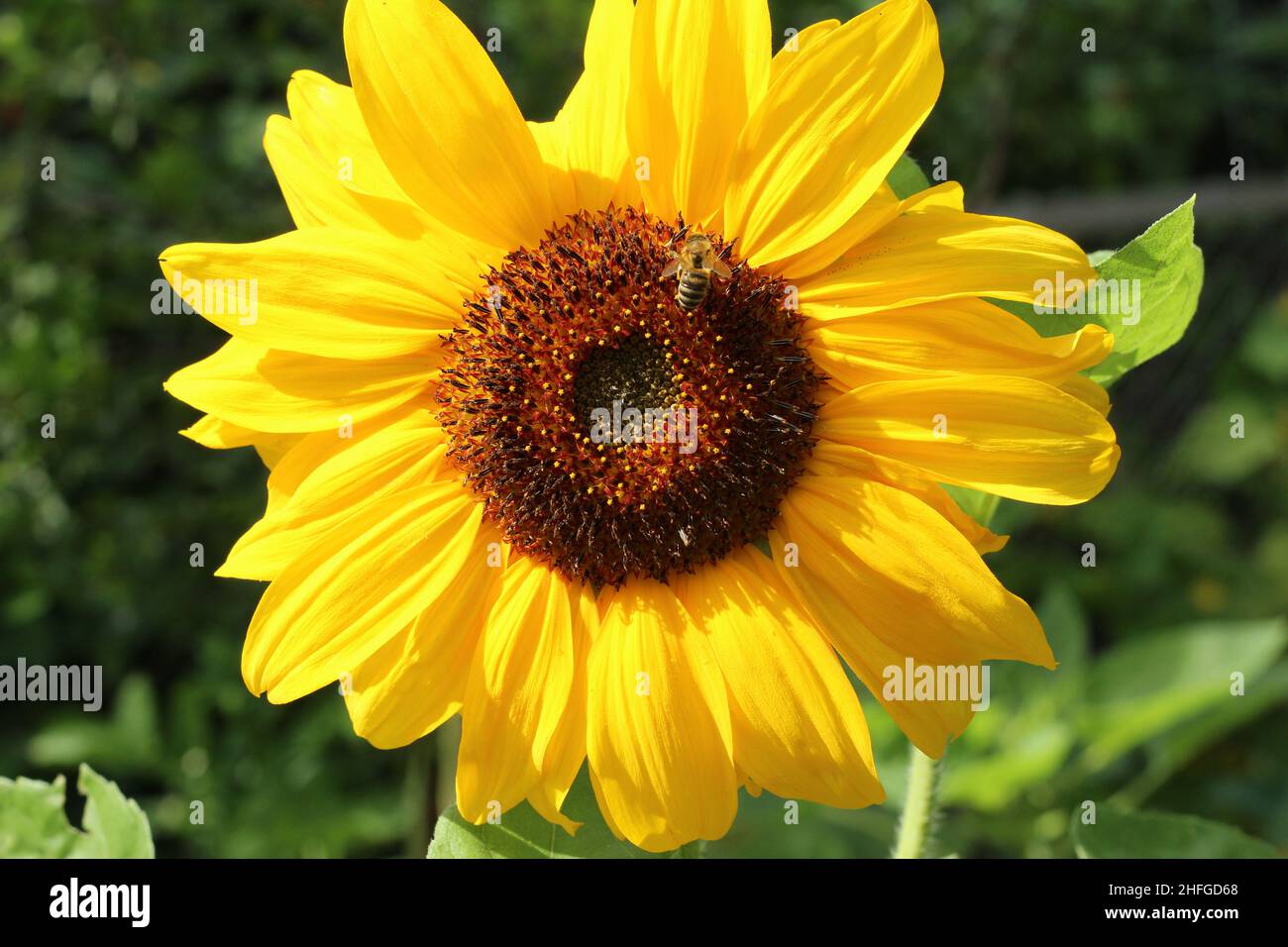 Sunflower, helianthus annuus Stock Photo