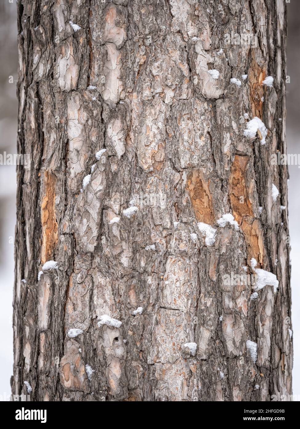 Old wood bark texture or background. Red pine tree Stock Photo - Alamy