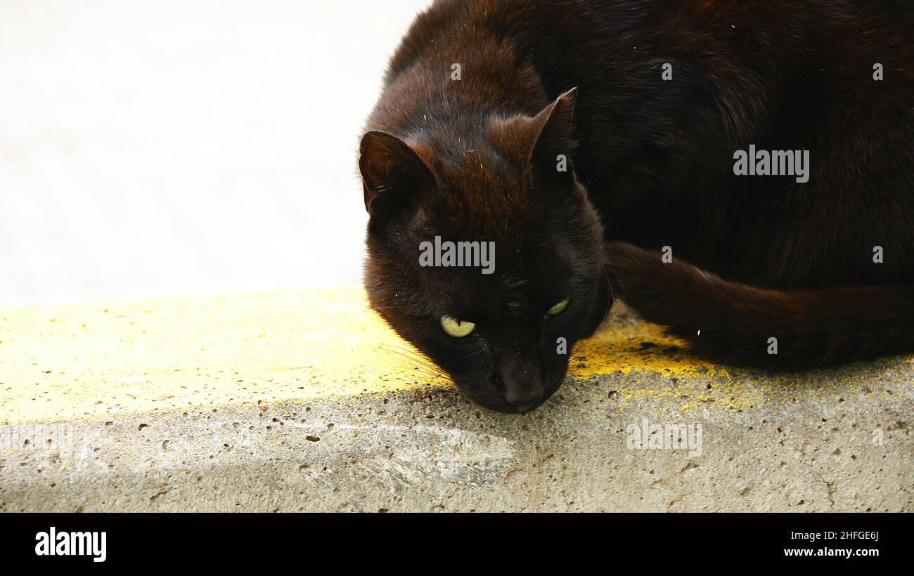 Black cat lurking in Collblanc, Barcelona, Catalunya, Spain, Europe Stock  Photo - Alamy