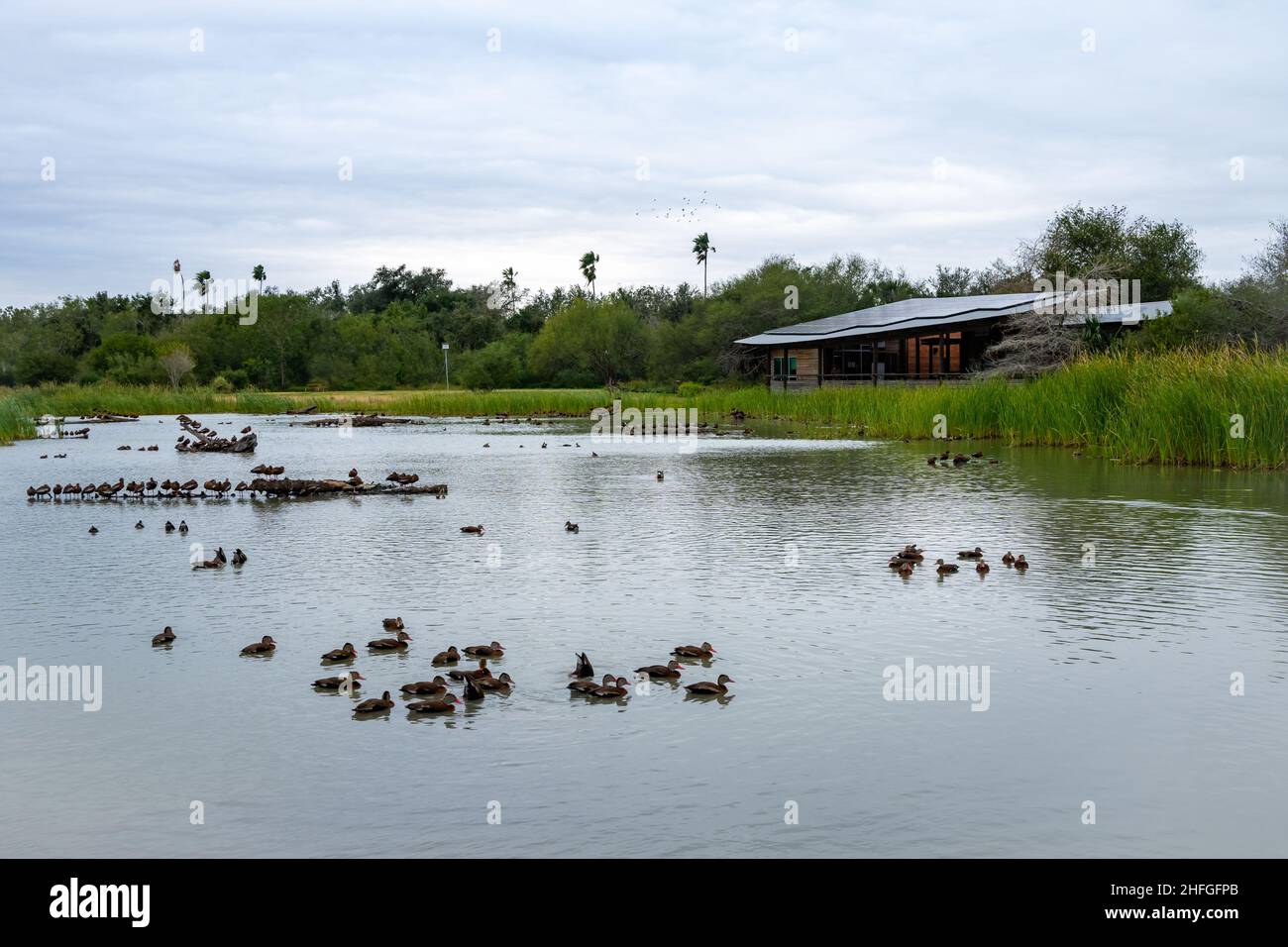 Ducks and waterfowls in the lake. Estero Llano Grande State Park. McAllen, Texas, USA. Stock Photo
