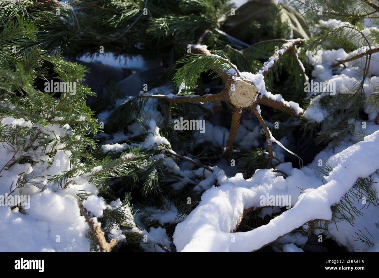 Used christmas trees in dumpster after the holiday Stock Photo Alamy