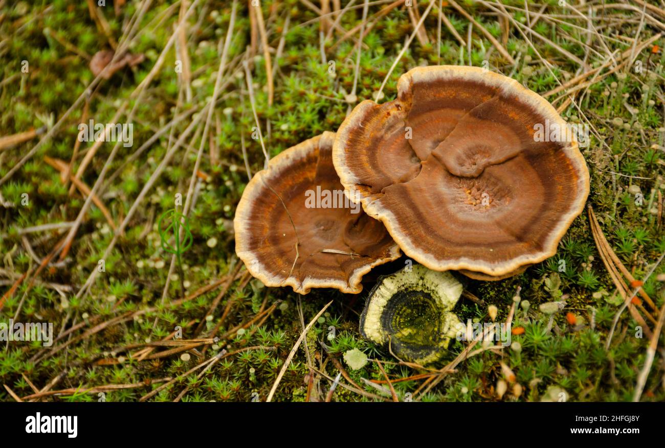 Top view healing chaga mushroom on old birch trunk close up. Red parasite mushroom growth on tree. Bokeh background. Stock Photo