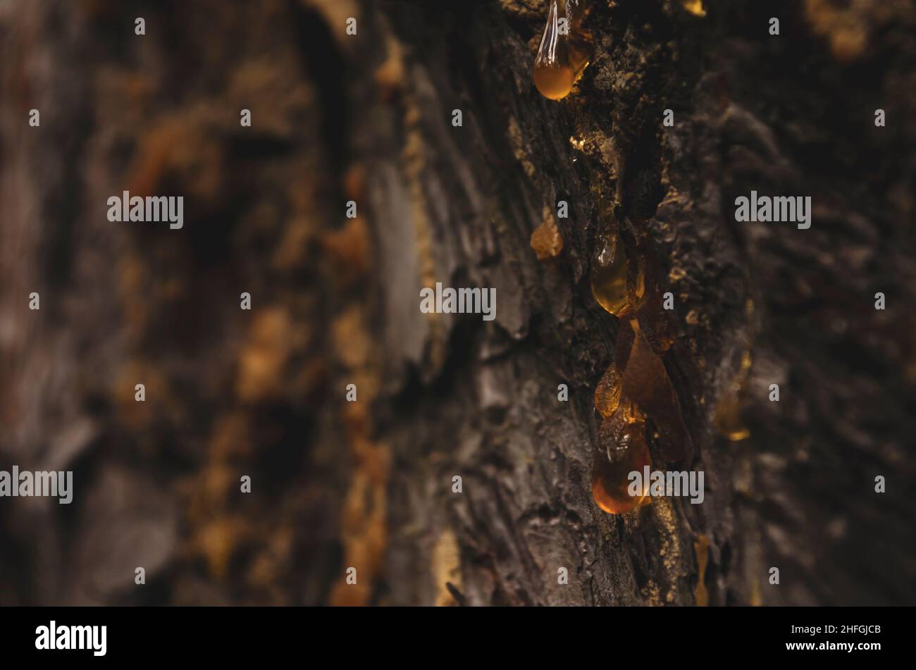 Sap tree amber sticky hires stock photography and images Alamy