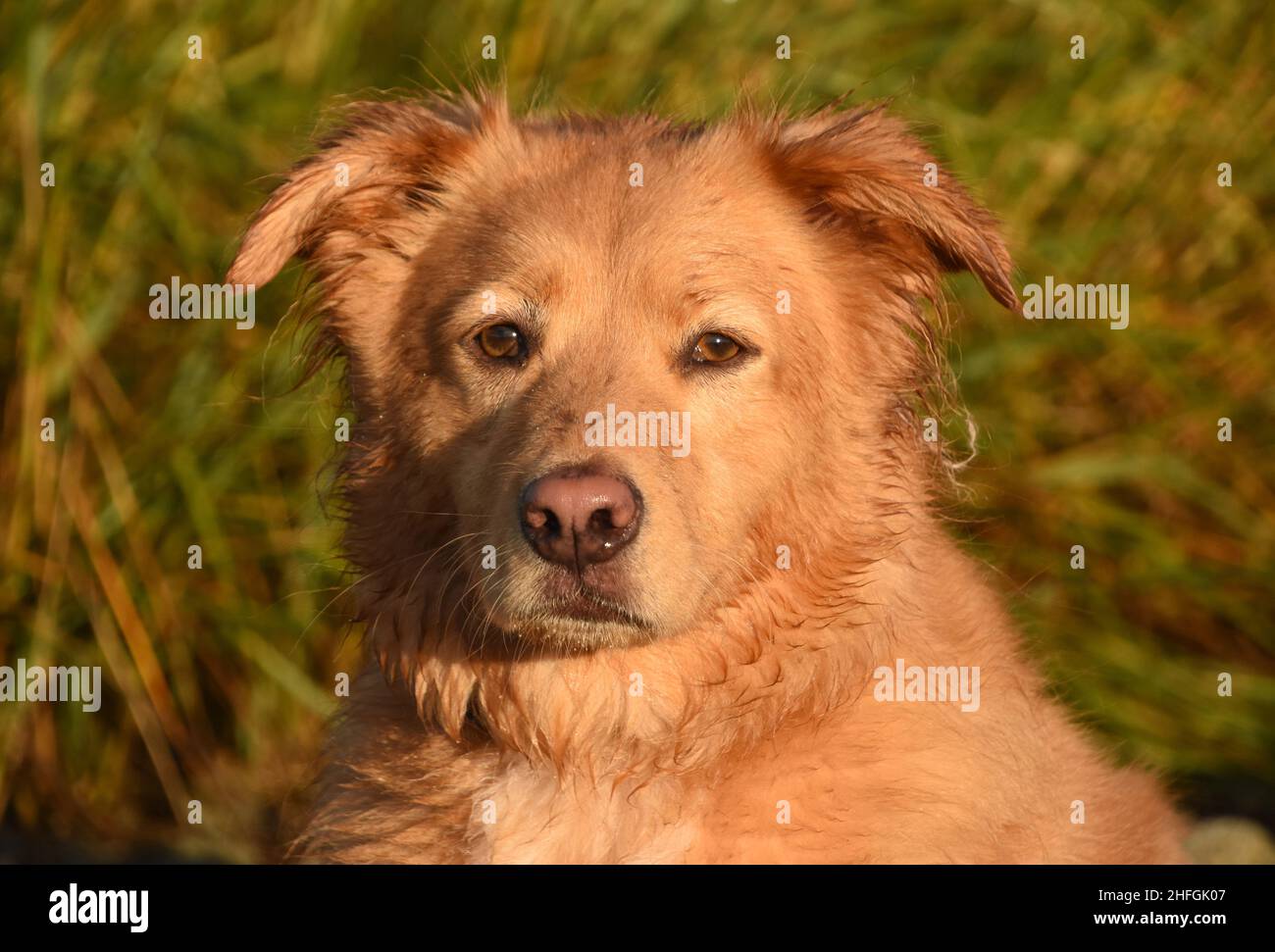 Little Red Duck Dog face up close and looking cute Stock Photo Alamy