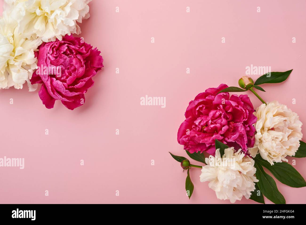 Beautiful red, pink and white peony flowers bouquet over pink background, top view, copy space, flat-lay. Valentines, Wedding and Mothers day backgrou Stock Photo