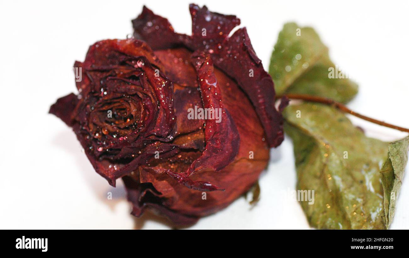 Withered rose on white background for background Stock Photo - Alamy