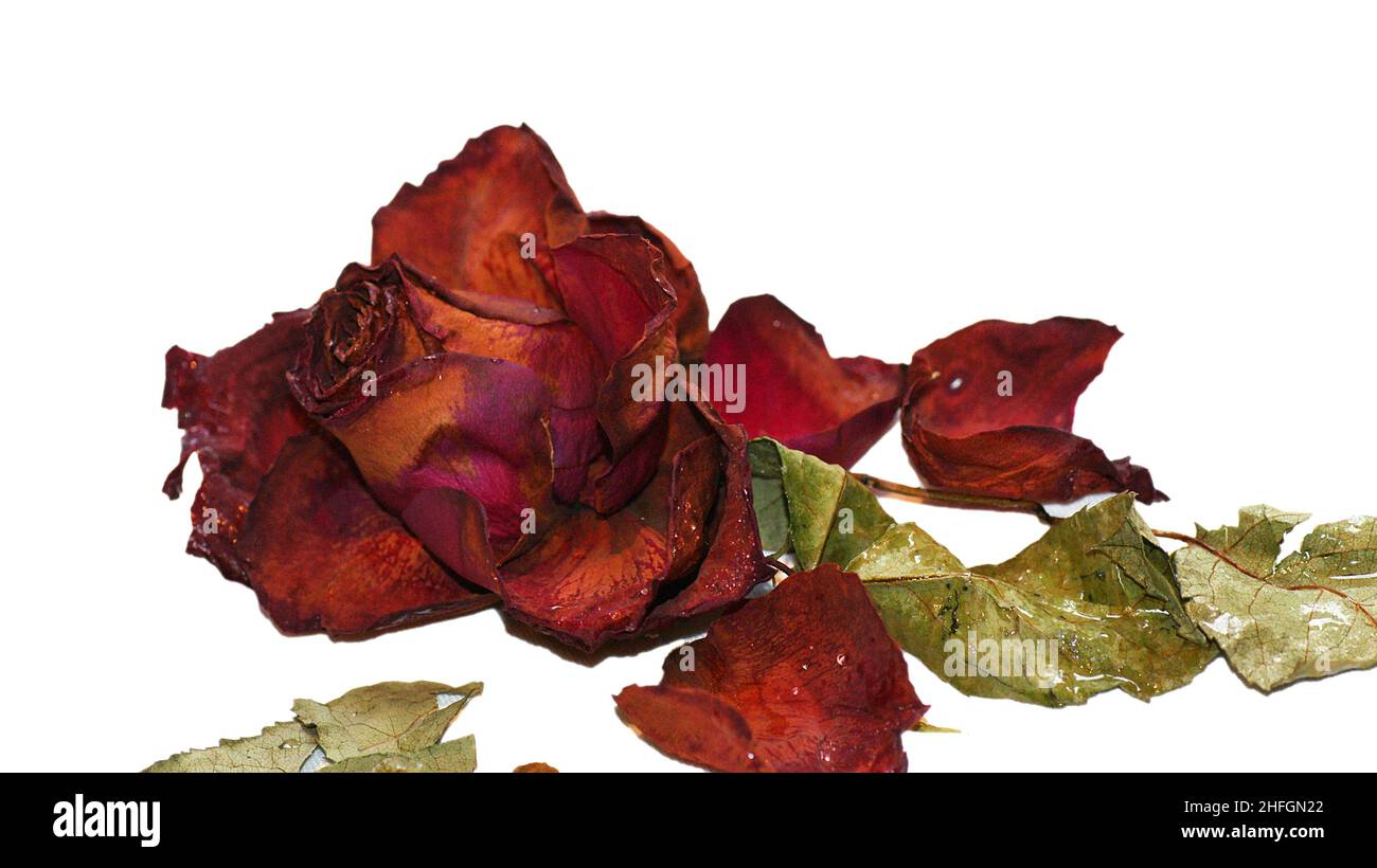 Withered rose on white background for background Stock Photo - Alamy