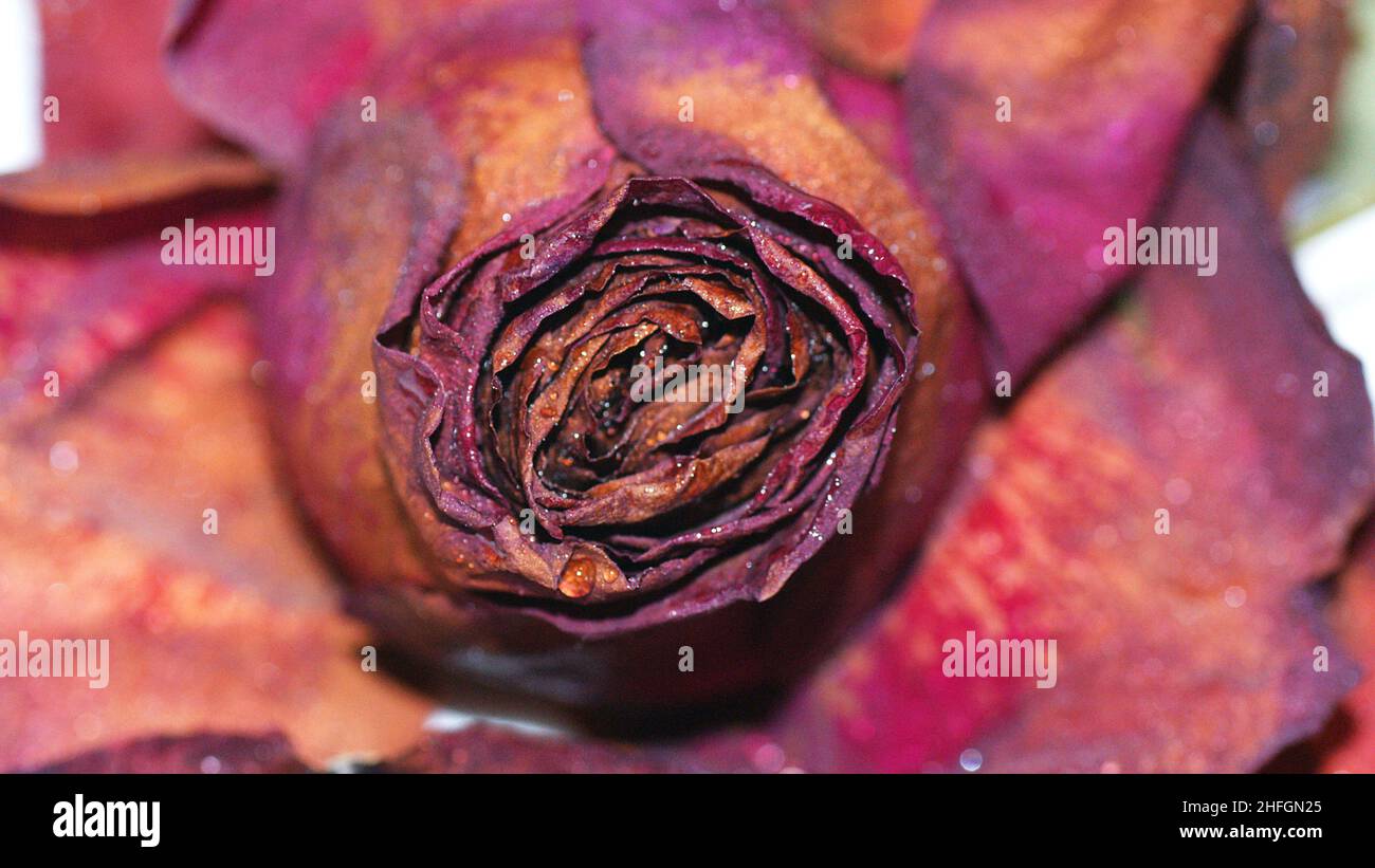 Withered rose on white background for background Stock Photo - Alamy