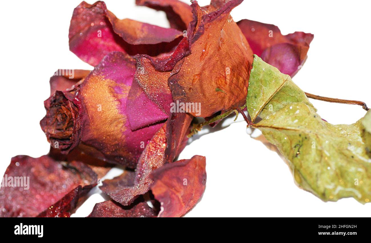 Withered rose on white background for background Stock Photo - Alamy