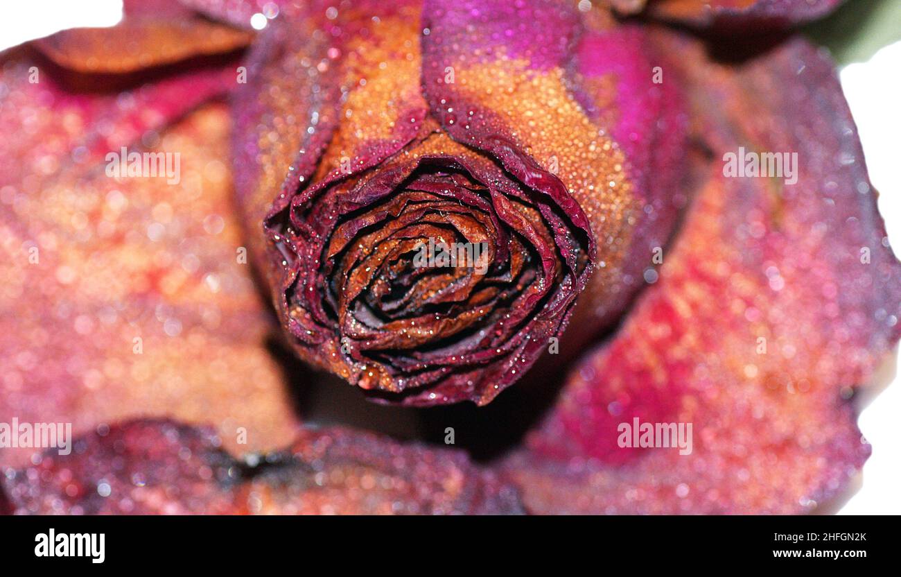 Withered rose on white background for background Stock Photo - Alamy