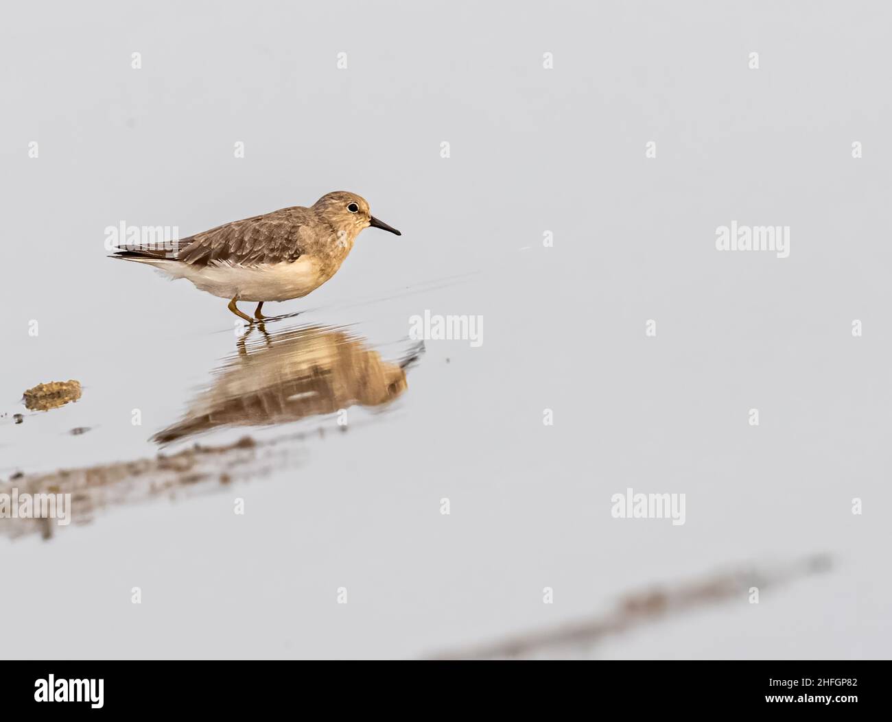 Temminck's Stint in search of food with a reflection in water Stock ...