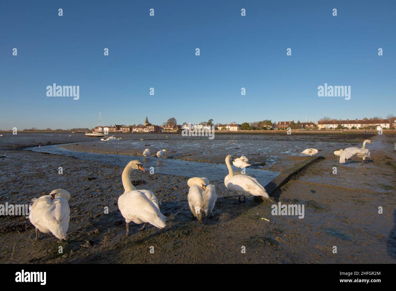 flock of Mute swans, Cygnus olor, standing on exposed mud next to small stream in Bosham, Chichester Harbour, Sussex, UK, winter scenery. January Stock Photo