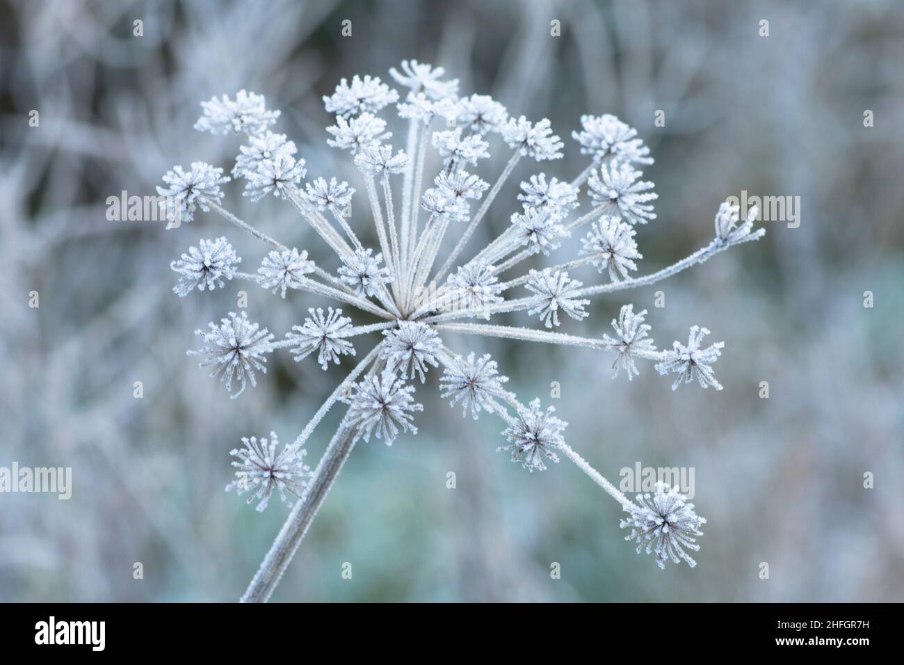 Common Hogweed, Heracleum sphondylium, Cow parsnip, flower head covered with frost in winter January, Sussex, UK Stock Photo