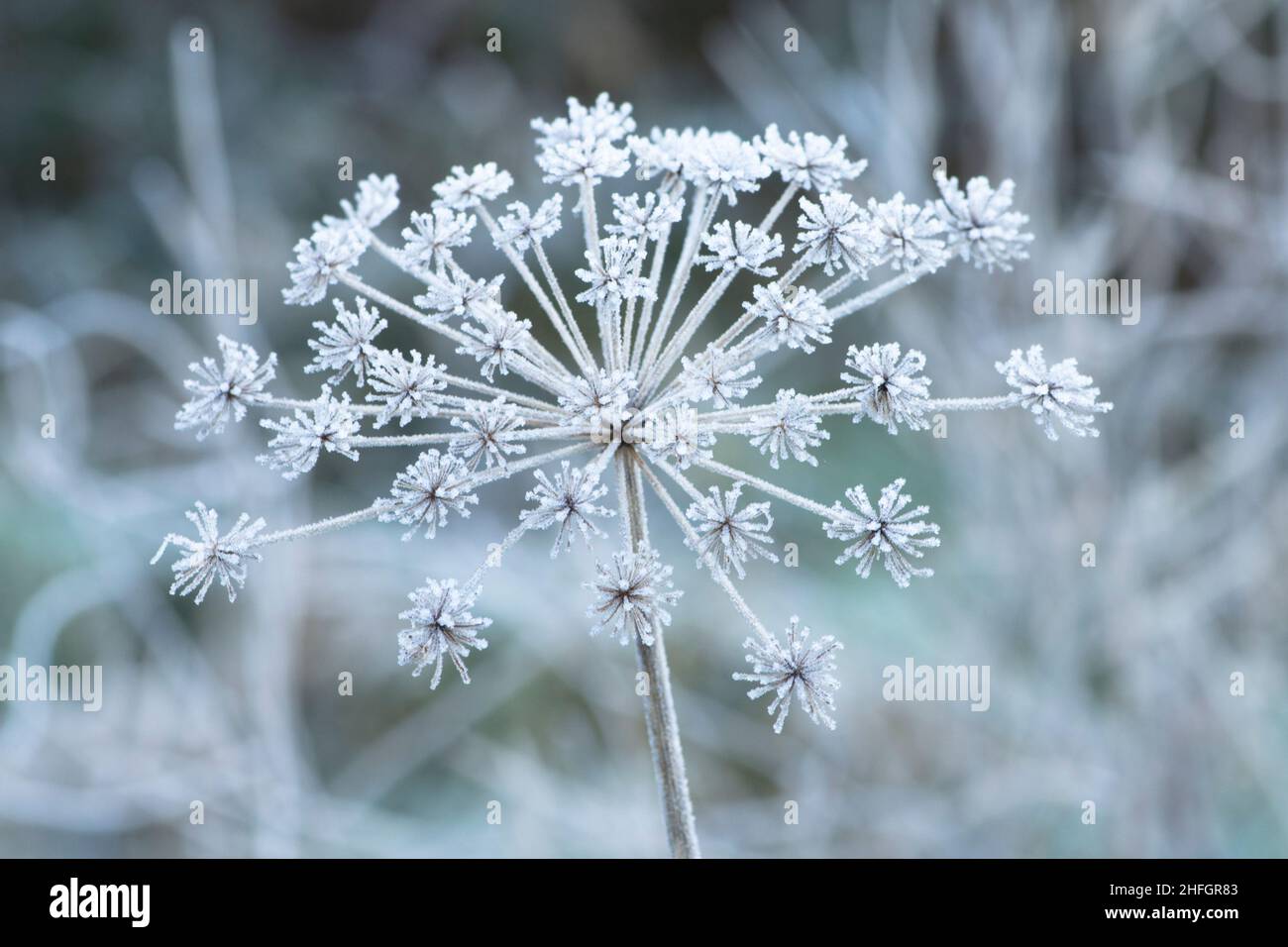 Common Hogweed, Heracleum sphondylium, Cow parsnip, flower head covered with frost in winter January, Sussex, UK Stock Photo