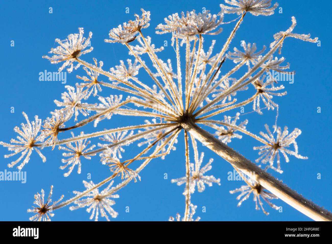 Common Hogweed, Heracleum sphondylium, Cow parsnip, seed head flower head covered with frost sparkling  against a blue sky January, Sussex, UK Stock Photo