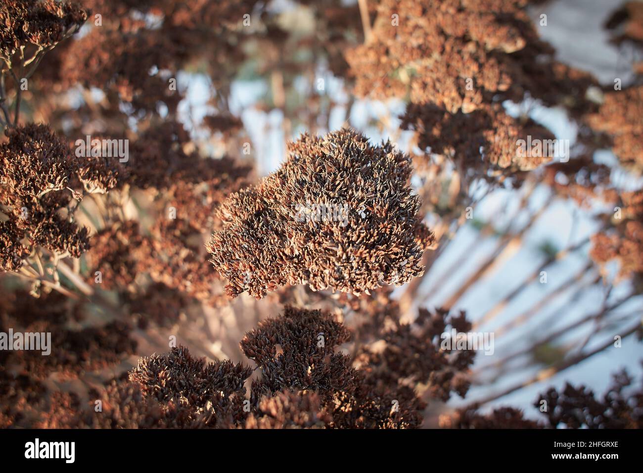 Dry stonecrop, Crassulaceae, Sempervivoideae in winter time Stock Photo