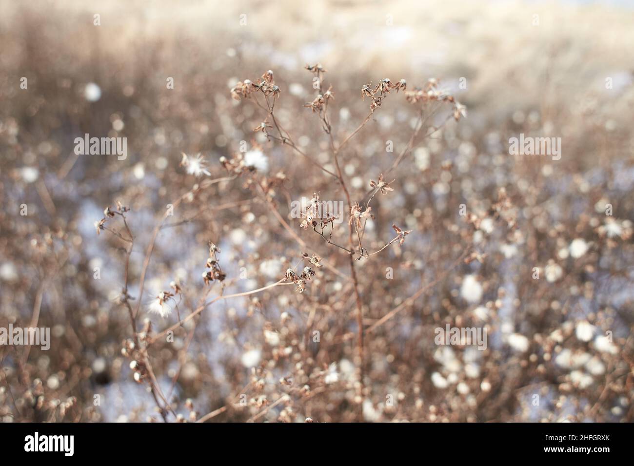 Tiny white flowers on dry twigs of wild plant bushes with blurry background. Bunches of small white seeds on thin branches. dried bushes in winter. se Stock Photo