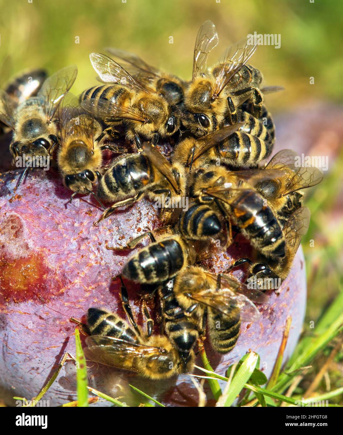 Bees or honeybees in latin Apis Mellifera on plum fruit Stock Photo