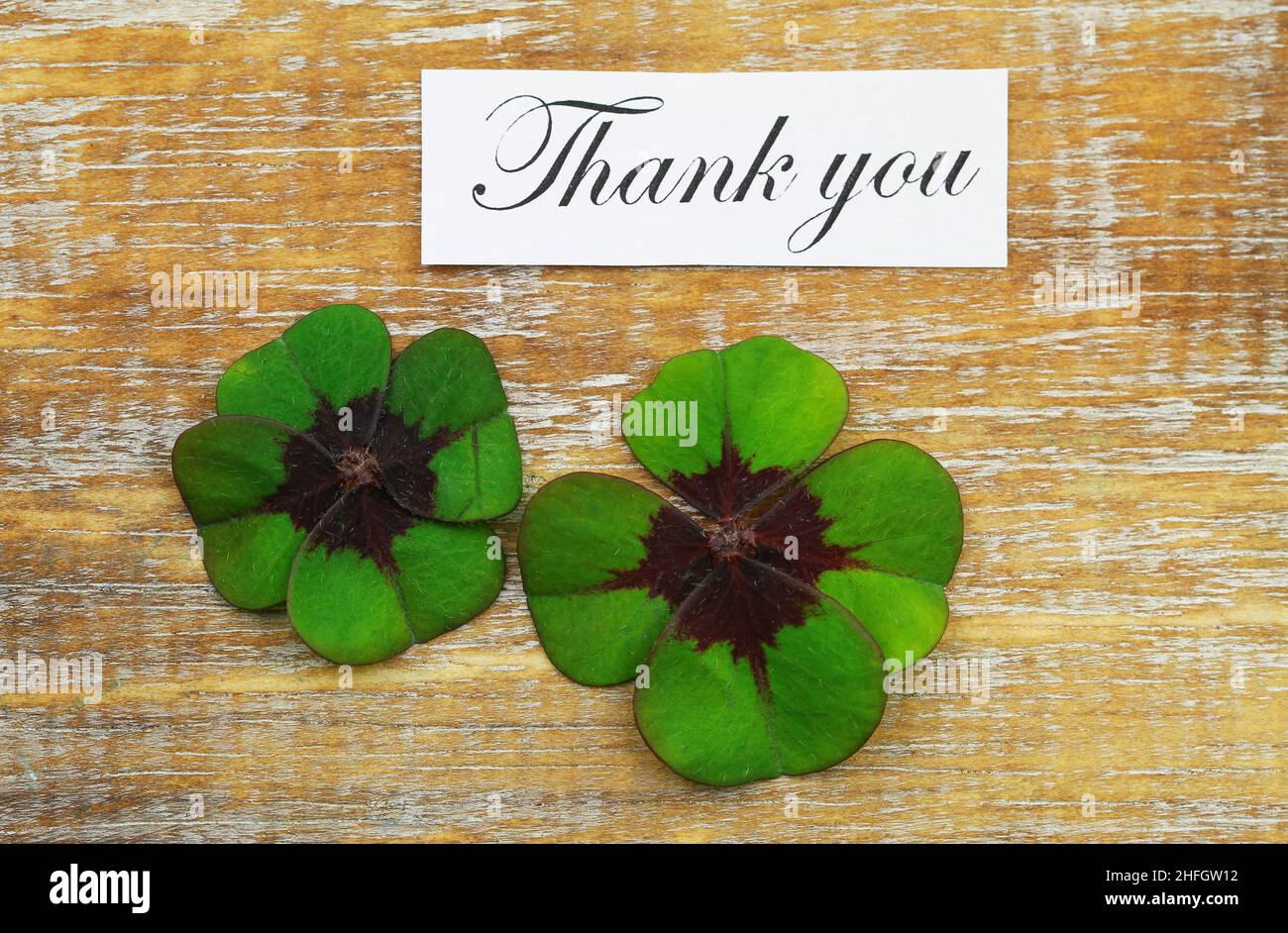 Thank you card with two shamrocks on wooden surface Stock Photo