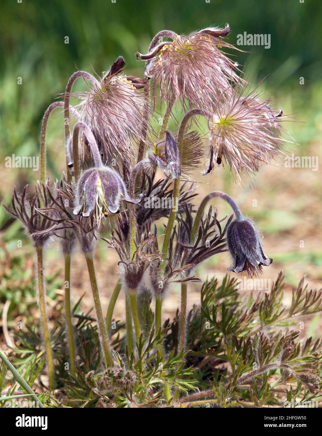 Pasqueflower. Beautiful flower of small pasque flower or pasqueflower on flowering meadow in latin Pulsatilla pratensis Stock Photo