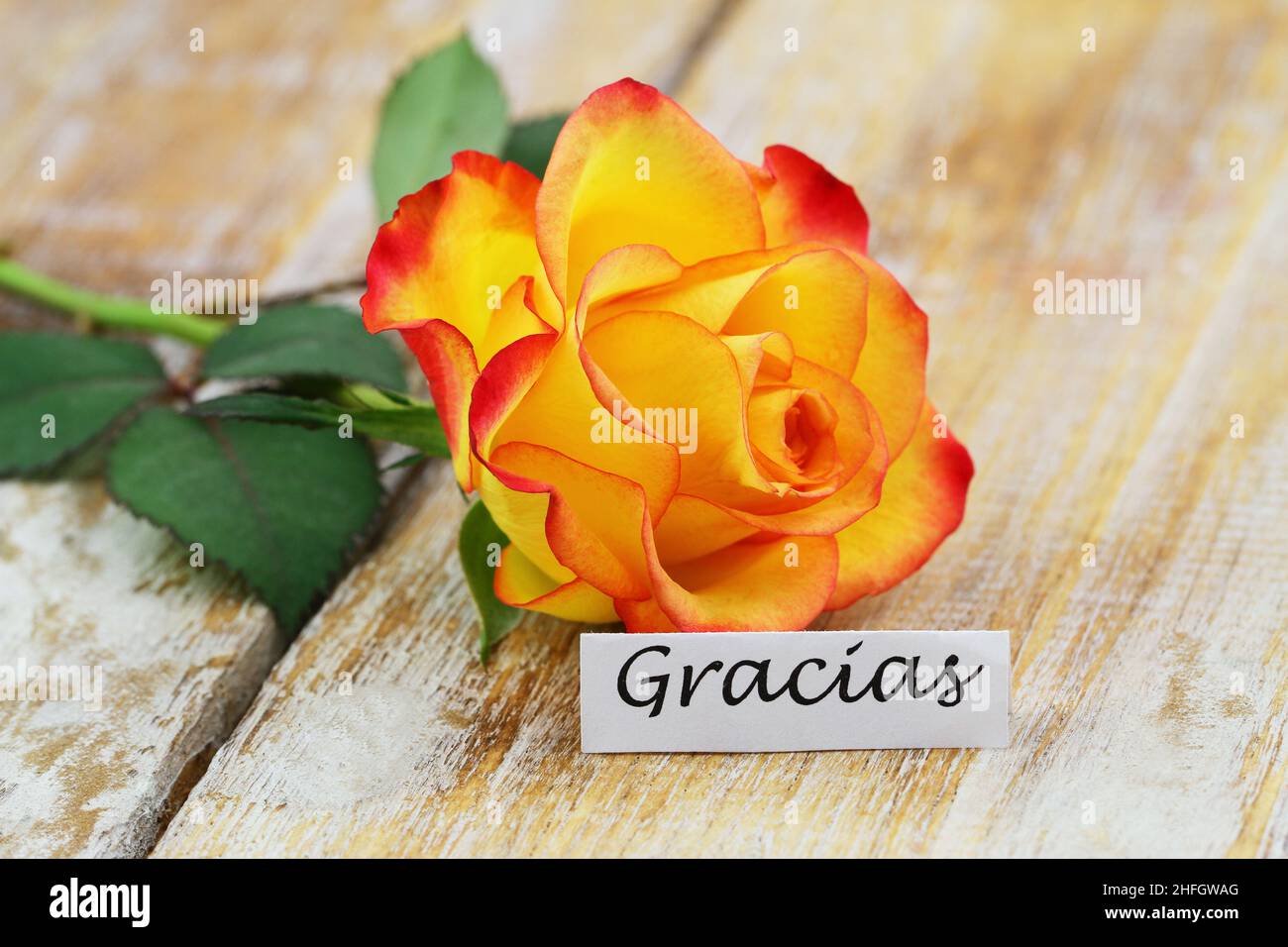 Gracias (thank you in Spanish) card with one colorful rose on wooden surface Stock Photo