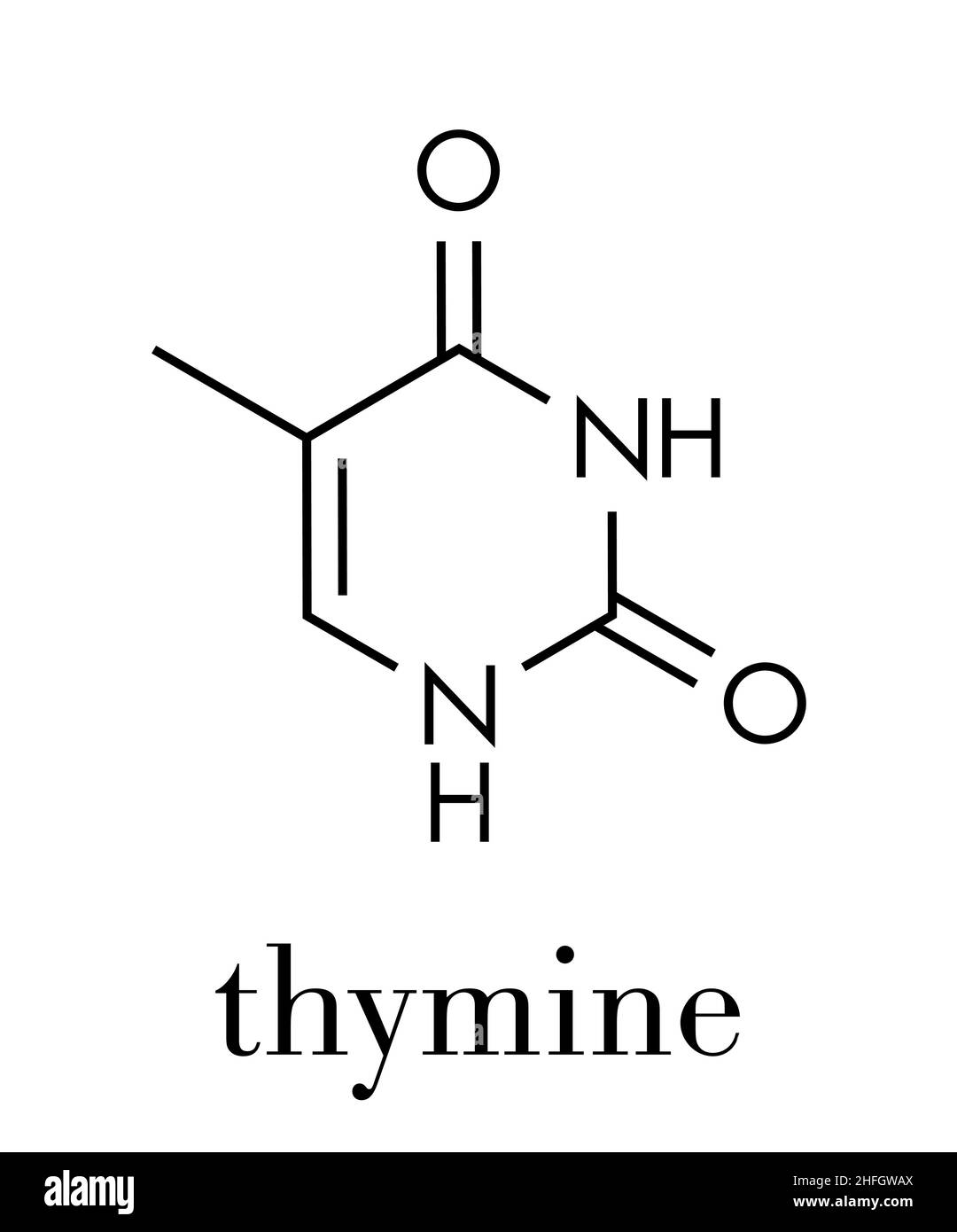 Thymine (T) nucleobase molecule. present in DNA. Skeletal formula Stock