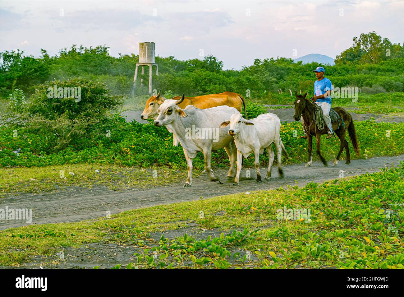Nicaraguan cowboy herds Brahma or Brahma cross cattle near Leon, Nicaragua, with a water tower in the background. Stock Photo