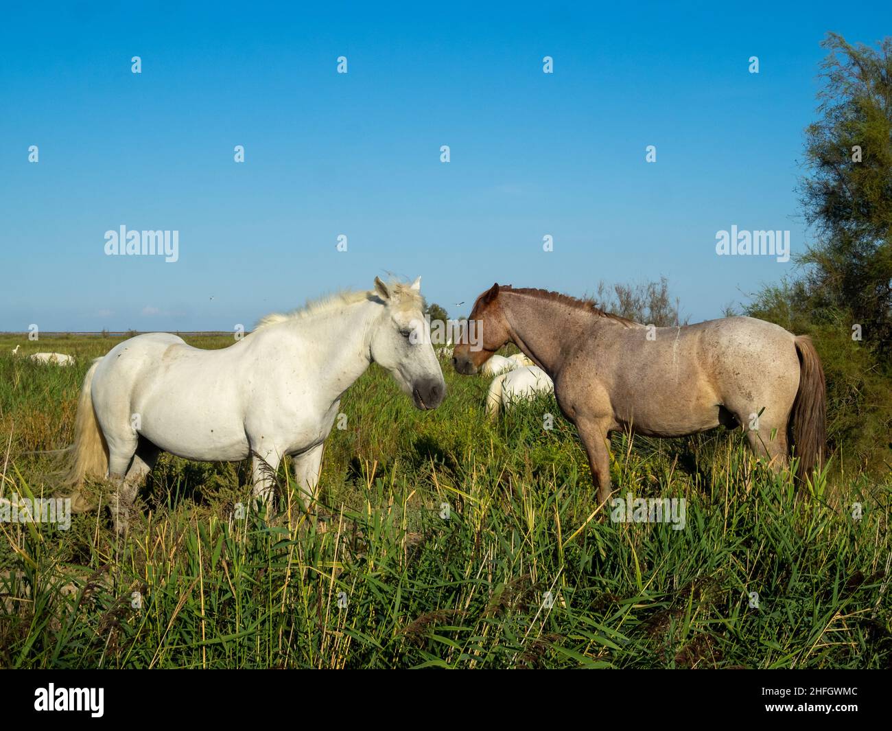 Camargue horses Stock Photo