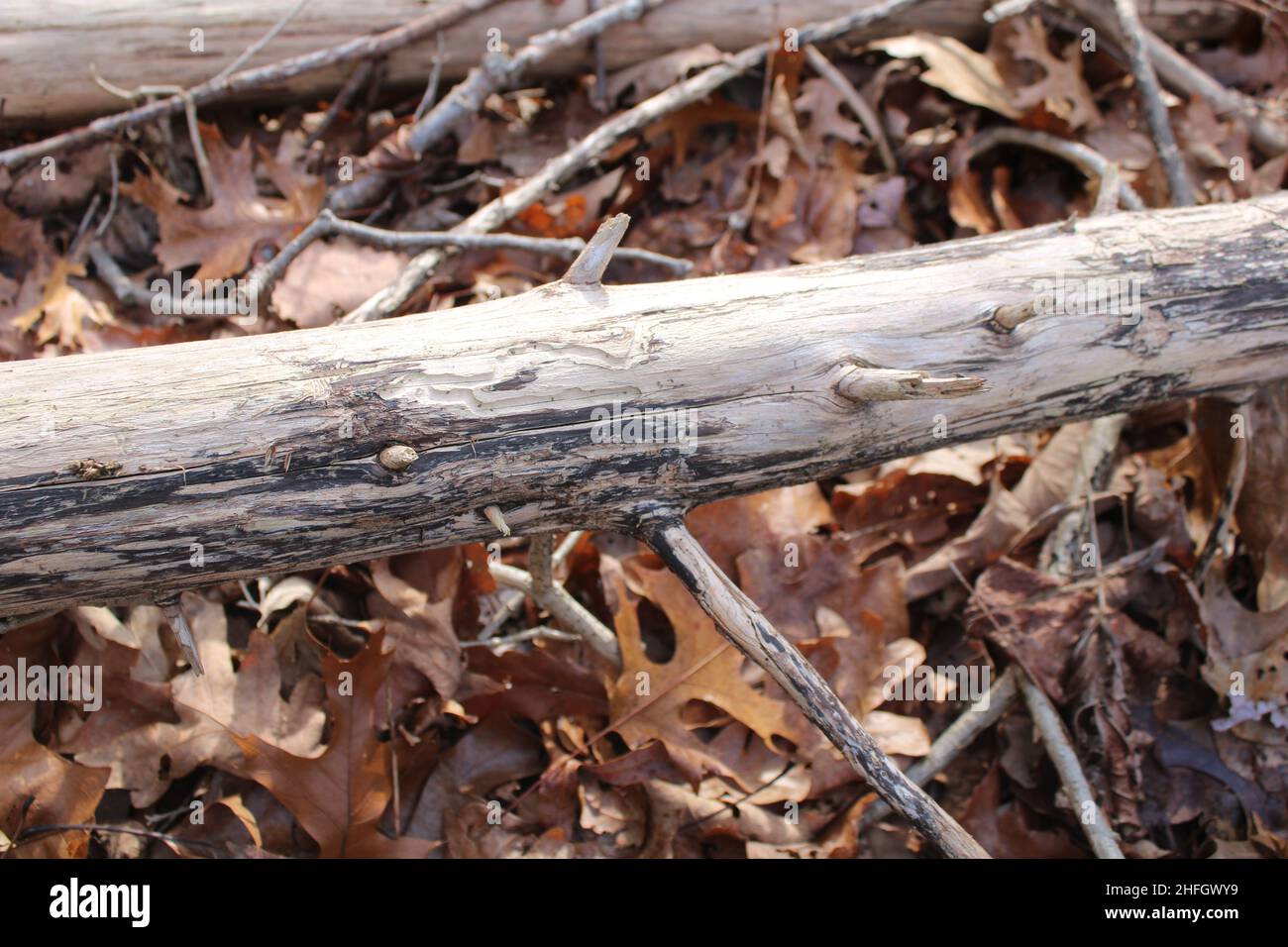 Black Marks on an Old Dead Cedar Tree Stock Photo Alamy