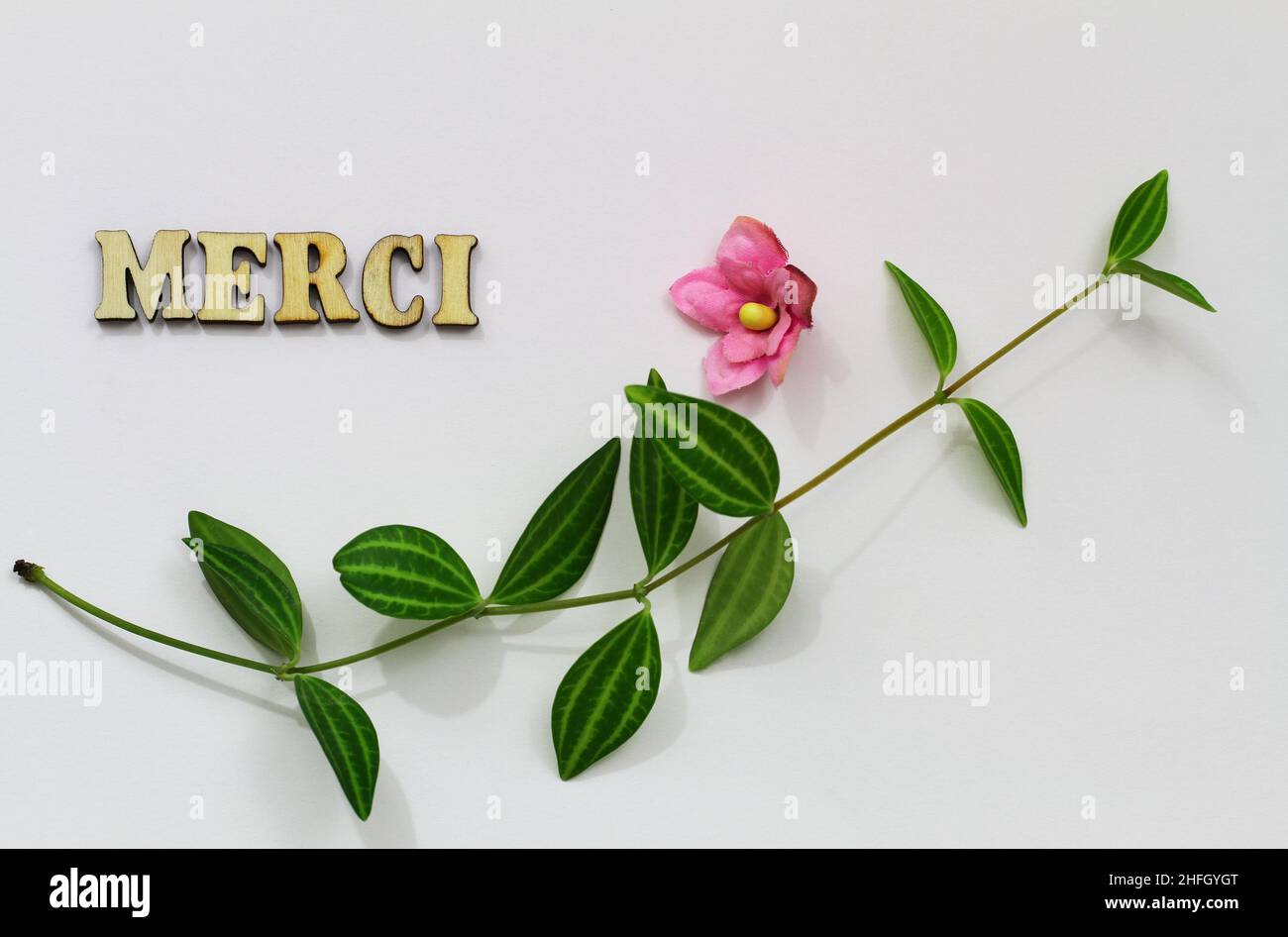 Merci (thank you in French) written with wooden letters on white surface with green leaves and pink flower Stock Photo