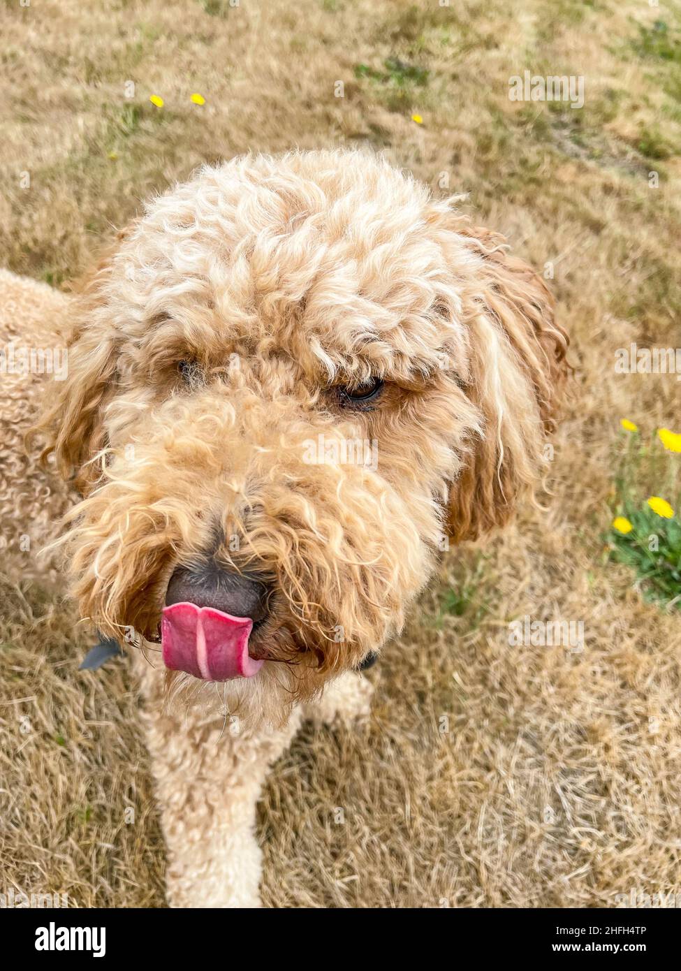 Australian Labradoodle is a mix between the Labrador Retriever, Poodle