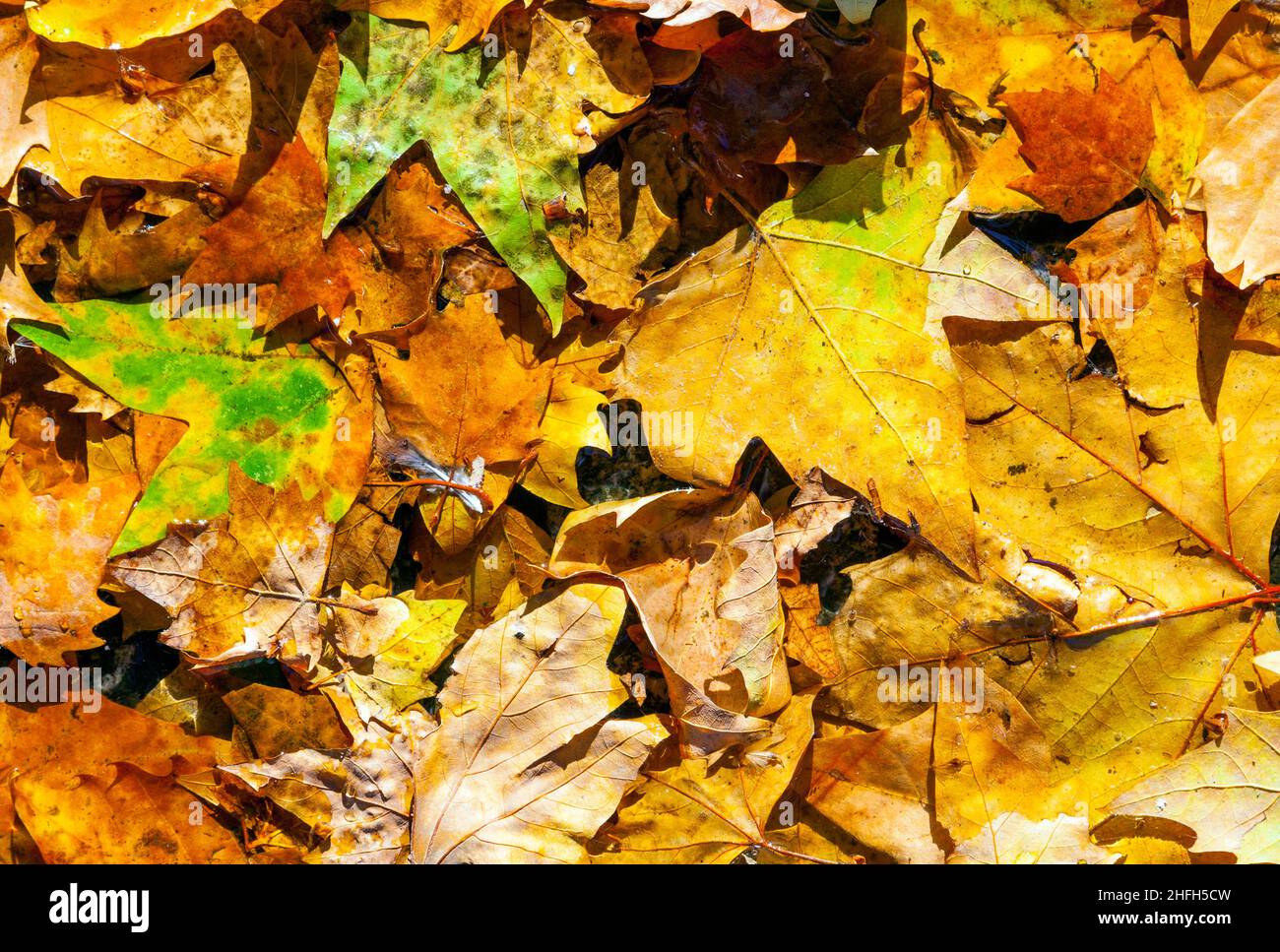 golden leaves in autumn at the street Stock Photo - Alamy