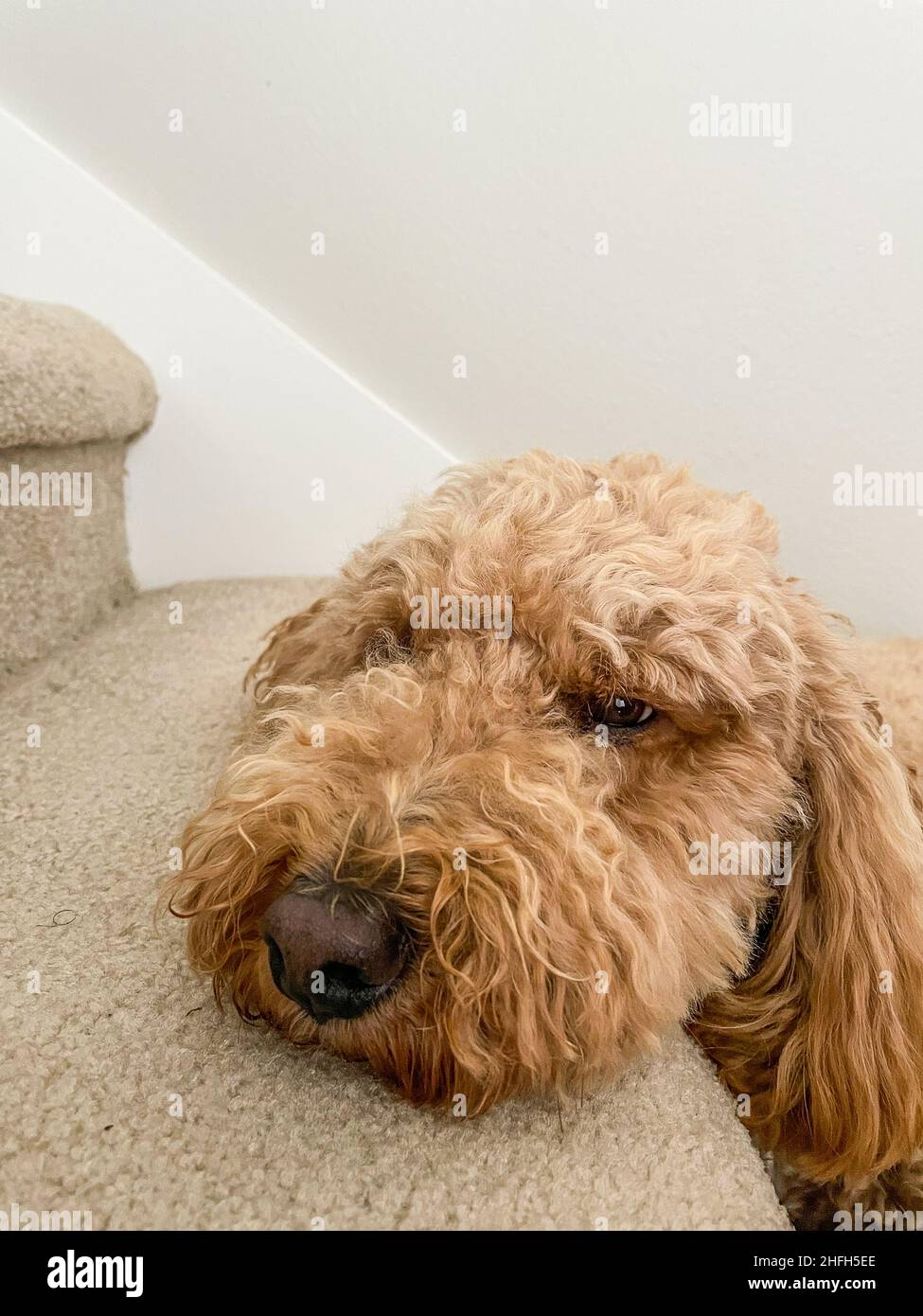 Australian Labradoodle is a mix between the Labrador Retriever, Poodle