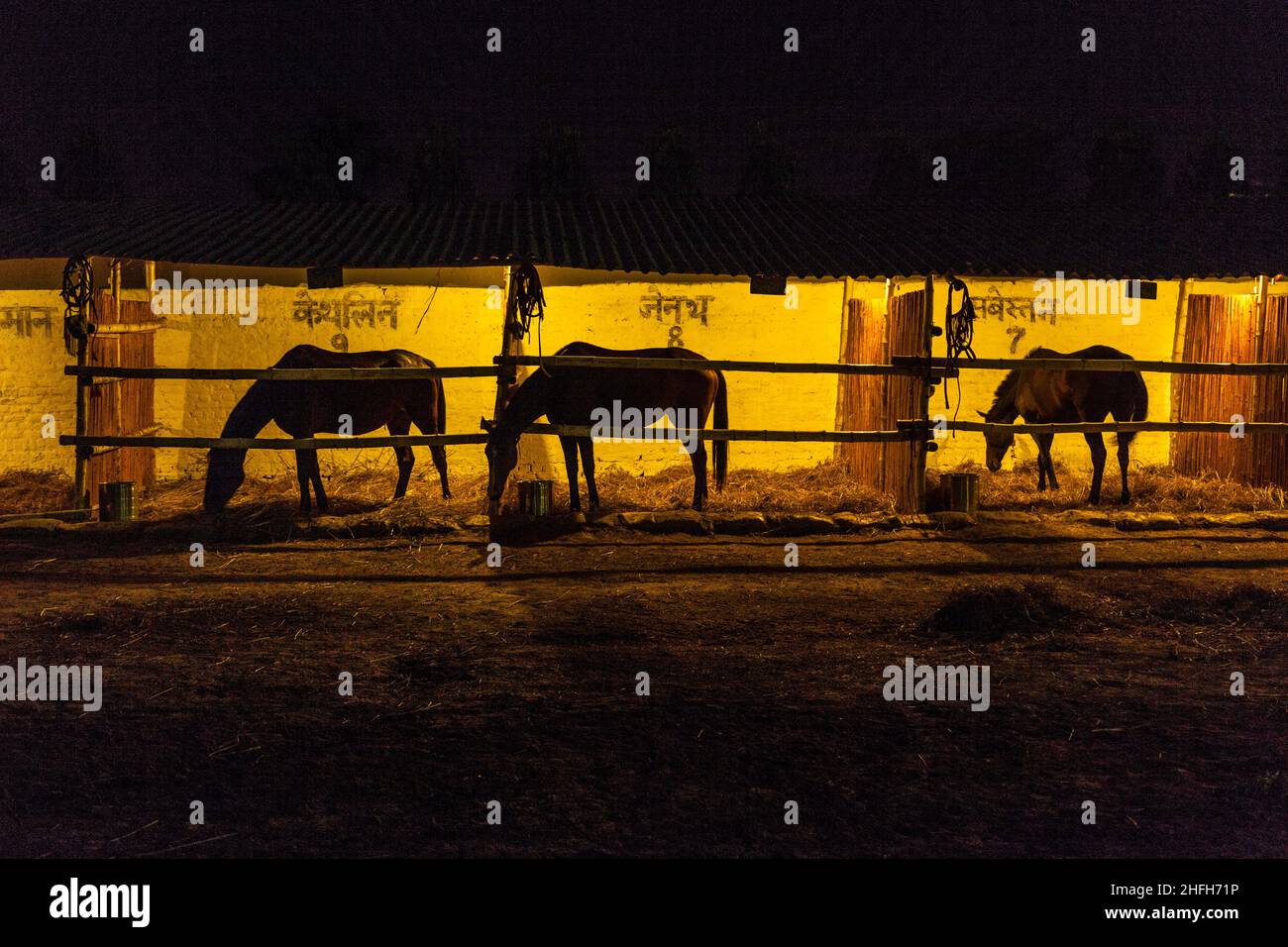 horses in the stable by night Stock Photo Alamy