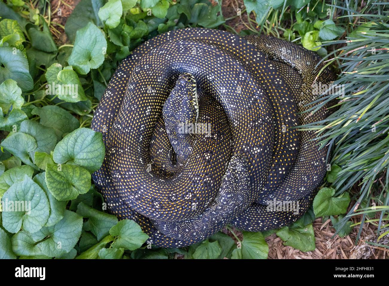 Pair of Australian Diamond Pythons curled together Stock Photo - Alamy