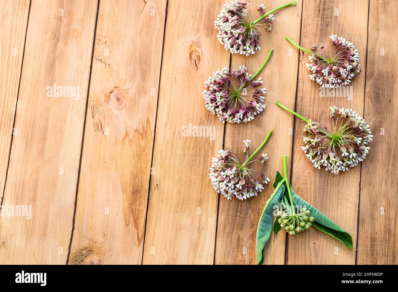 30 Graines D'Asclepias Syriaca (Herbe à Papillon) - Bio, Non OGM