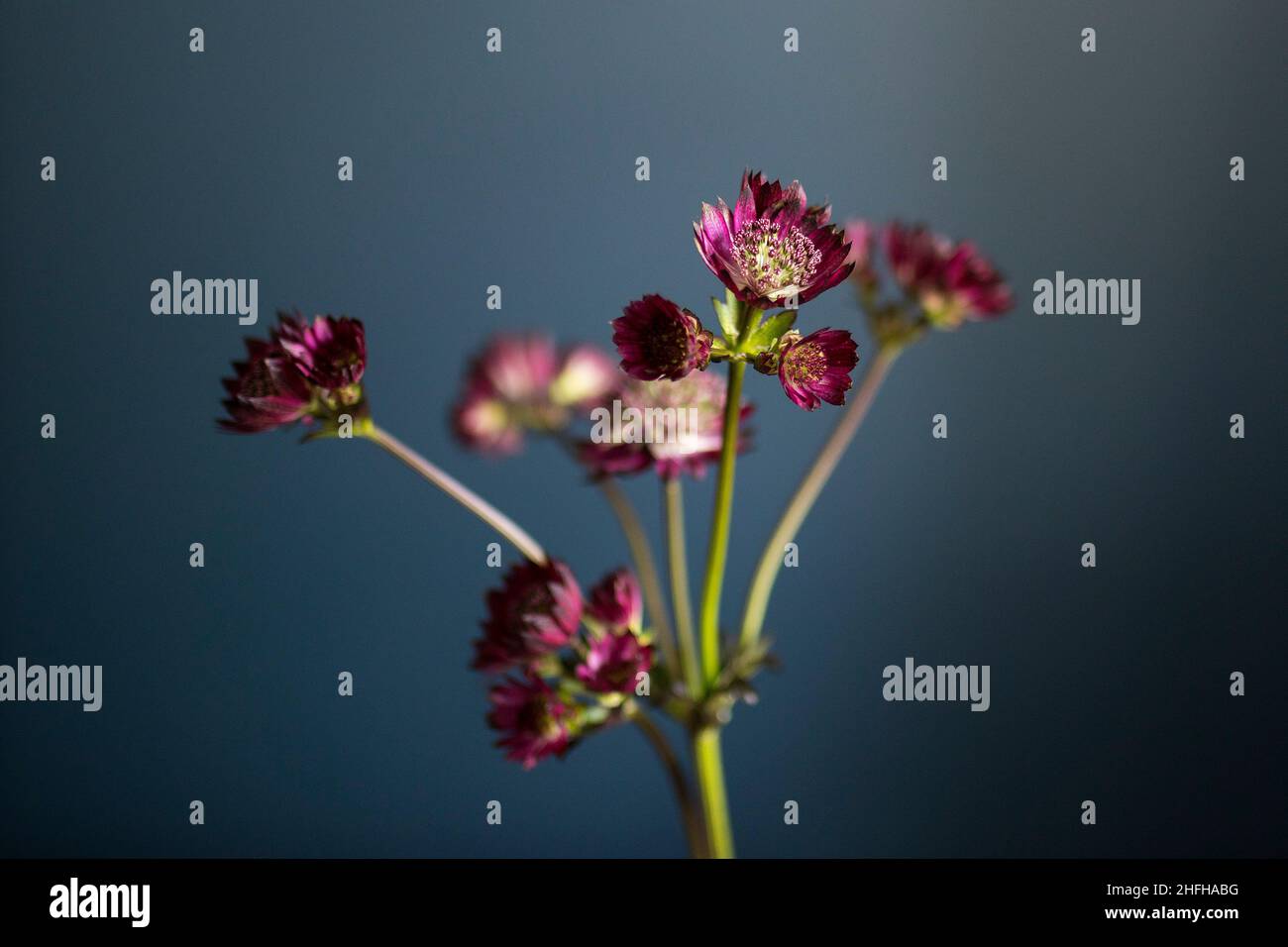Bouquet of pink Astrantia and wild herbs in a transparent vase on a dark blue background Stock Photo