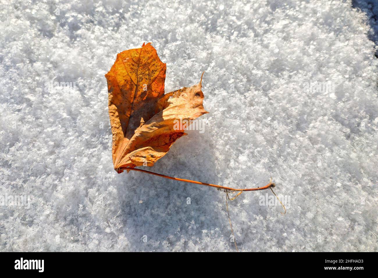 Dry maple leaf on top of the first snowfall in winter. Stock Photo