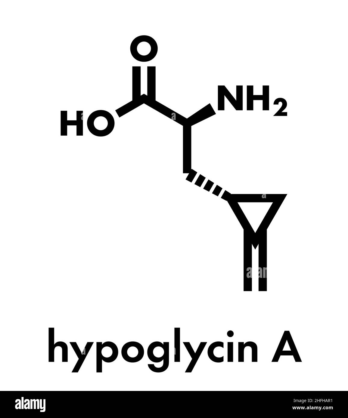 Hypoglycin A molecule. Toxic amino acid found in unripened lychees. Skeletal formula. Stock Vector