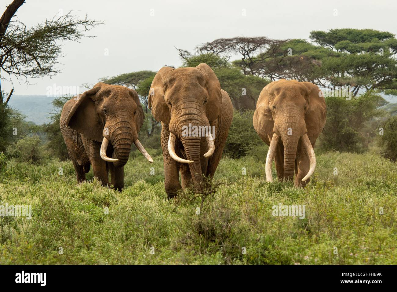 Three big tusker male elephants walking in the tall grass of Amboseli National Park, Kenya. Stock Photo